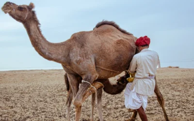 The Healing Power of Camel Milk