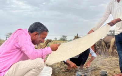 The Healing Power of Camel Milk